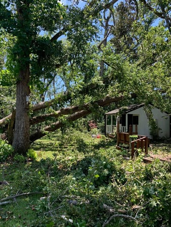 Images A Cut Above Tree Experts