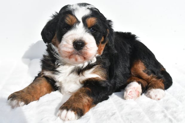 Images Ohiopuppypaws.com