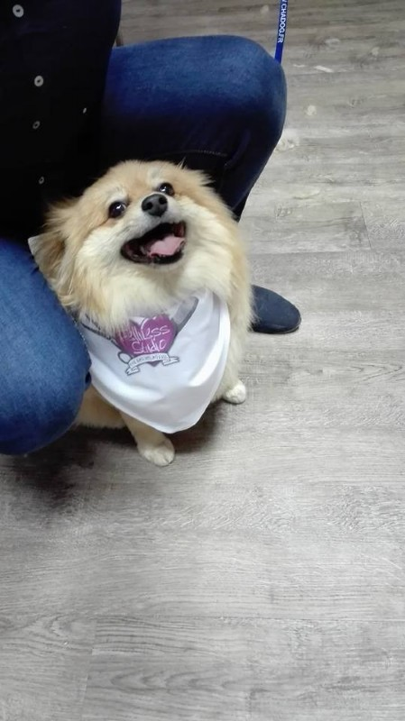 Fellness Studio - Tierfriseur | Tierpflege & Tiernahrung, Dr. Karl- Steiner-Straße 31 in Wattens