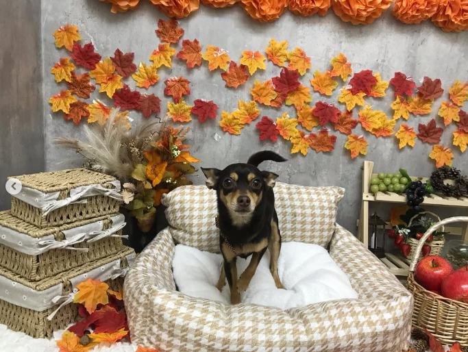 Images ペットショップ 犬の家