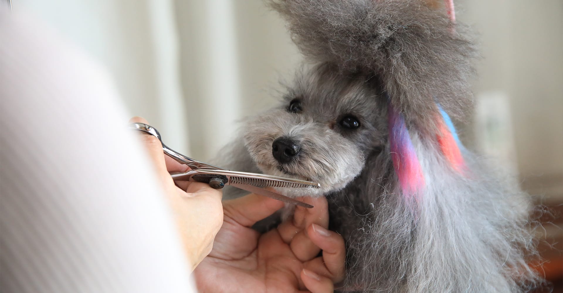 Images わんわんスタイルANNE