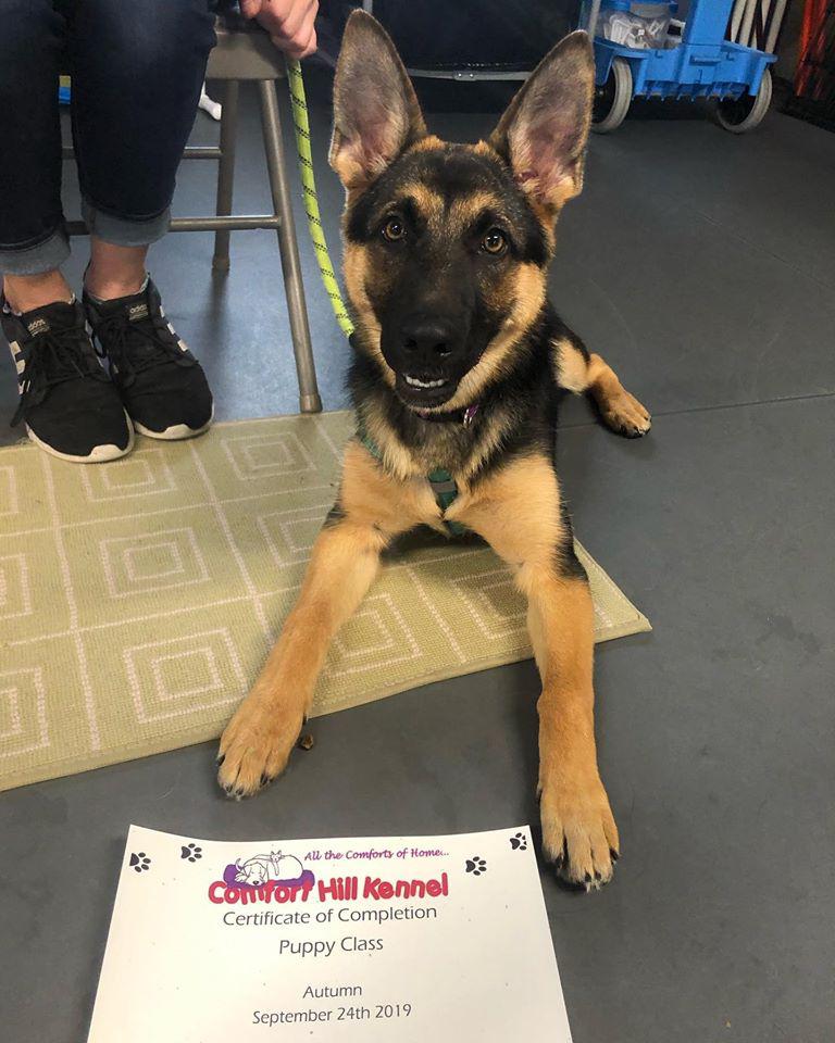 Dog Boarding, Dog Grooming, Dog Training, Pet Supply Store Vergennes VT