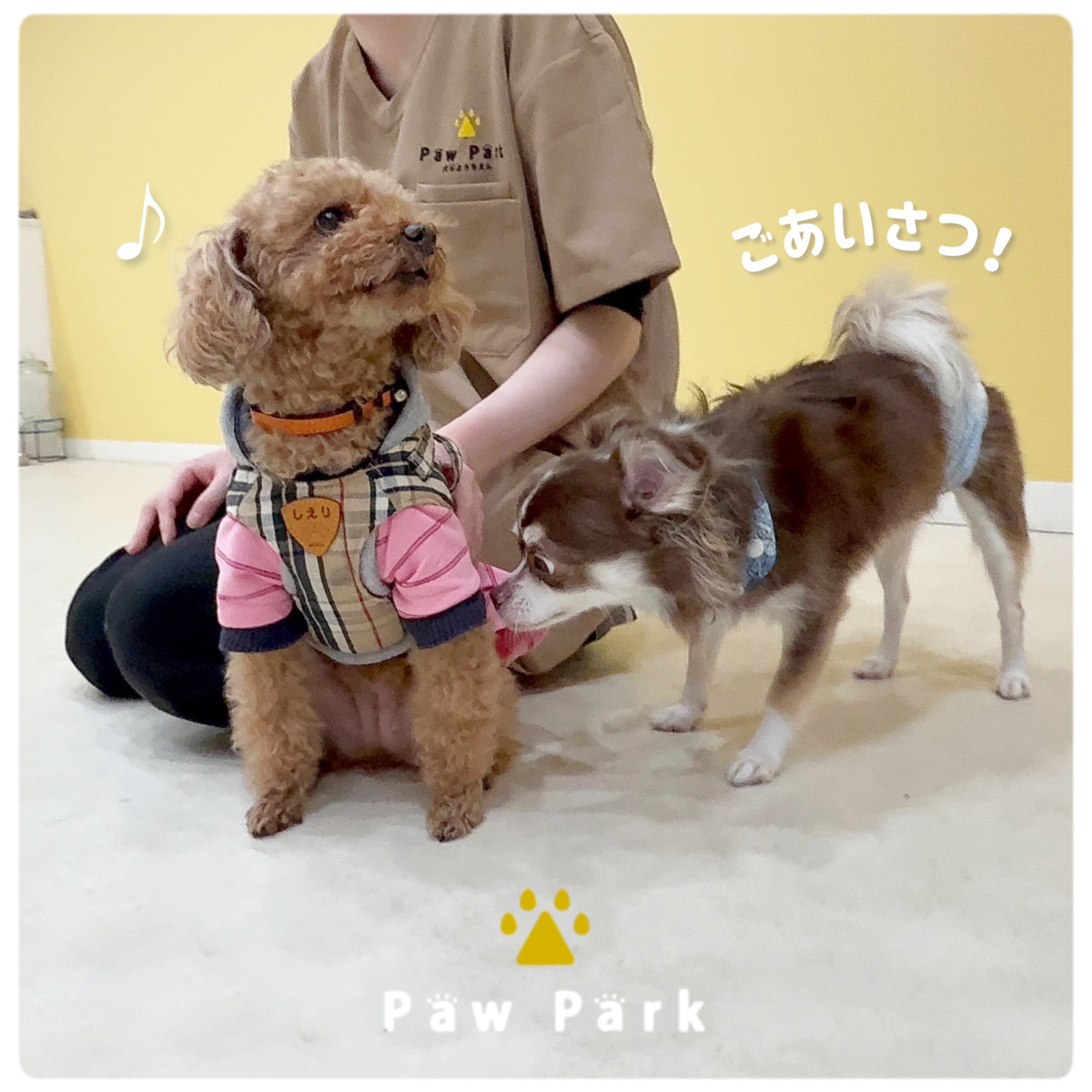 Images PawPark 犬のようちえん 高槻店