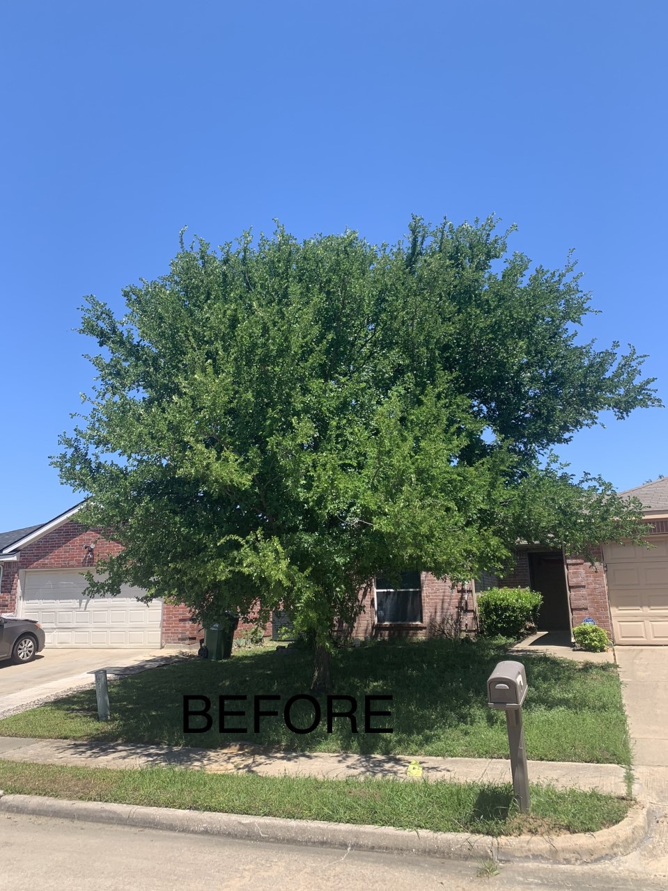 Town & Country Tree and Lawn Services