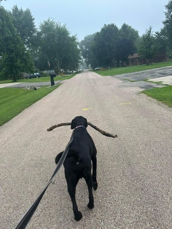 Images Leash and Love LLC