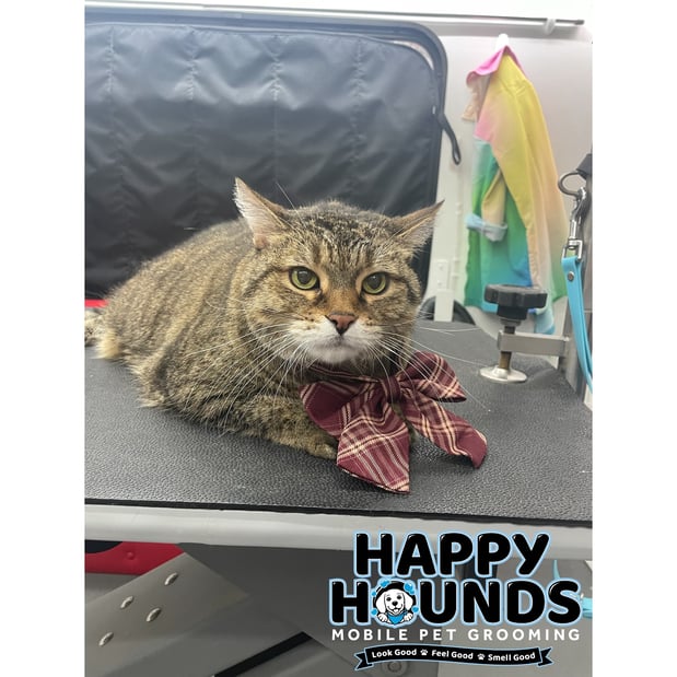 Images Happy Hounds Mobile Pet Grooming