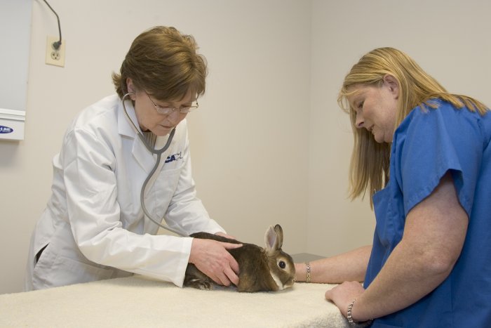 Images VCA Aurora Animal Hospital