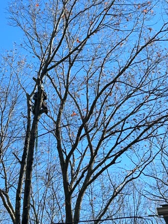Images Joe's Tree Service, LLC