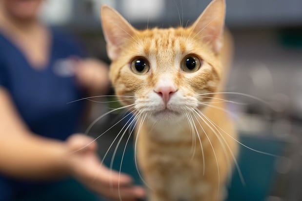 Images VCA Angel Animal Hospital