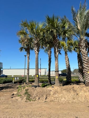 Images Rosehill Palms Landscaping & Garden Center