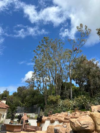 Images Dels Tree Experts
