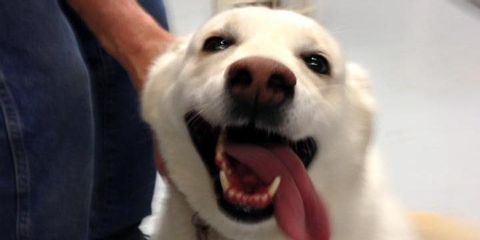 How to Choose the Best Dog Boarding Facility in Cincinnati Anderson Township Family Pet Center Cincinnati (513)231-7387