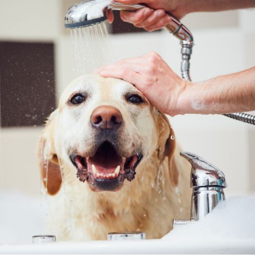 Images Shear Pawfection