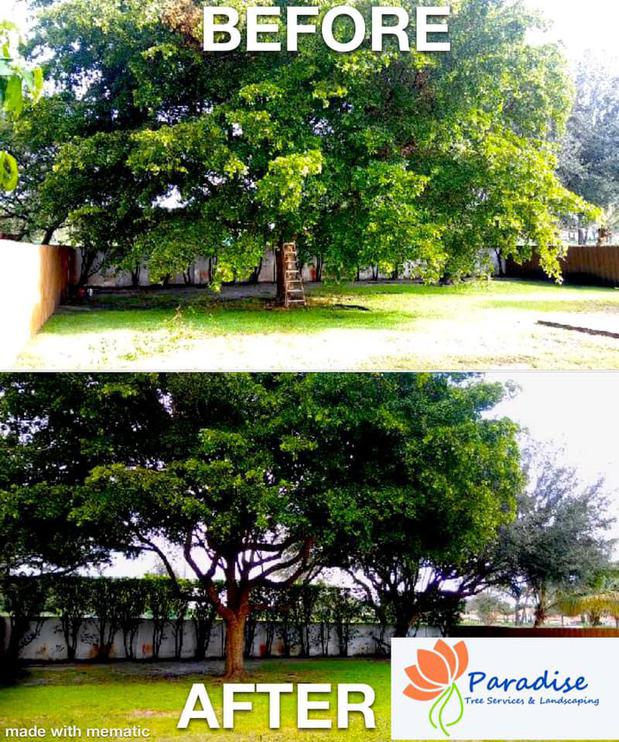 Images Paradise Tree Services and Landscaping