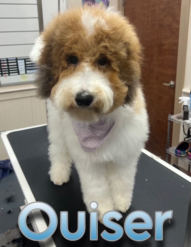 A fluffy dog with brown and white fur stands on a grooming table, wearing a light purple bandana with a floral pattern. The dog has dark eyes and a wet nose. The background shows a grooming salon with shelves, a door, and grooming equipment. The word "Ouiser" is overlaid on the bottom of the image in a stylized font.