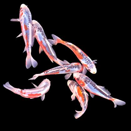 System Aquaristik, Altonaer Straße 350 in Halstenbek