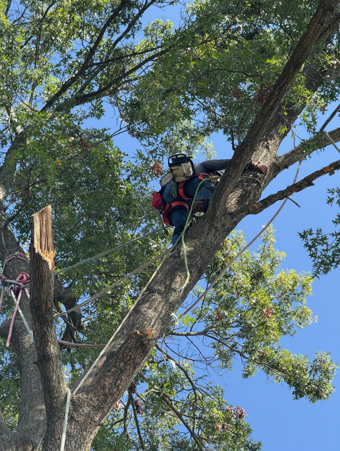 Lions Tree & Landscaping Image