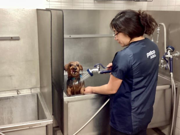 Images Petco Grooming