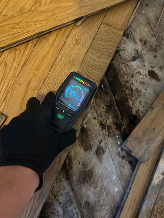 Images 24H Mold Inspection of Harbor City