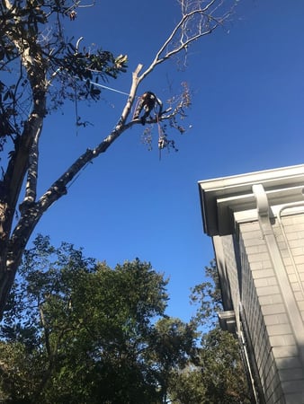 Images Klimb Pro Expert Tree Care