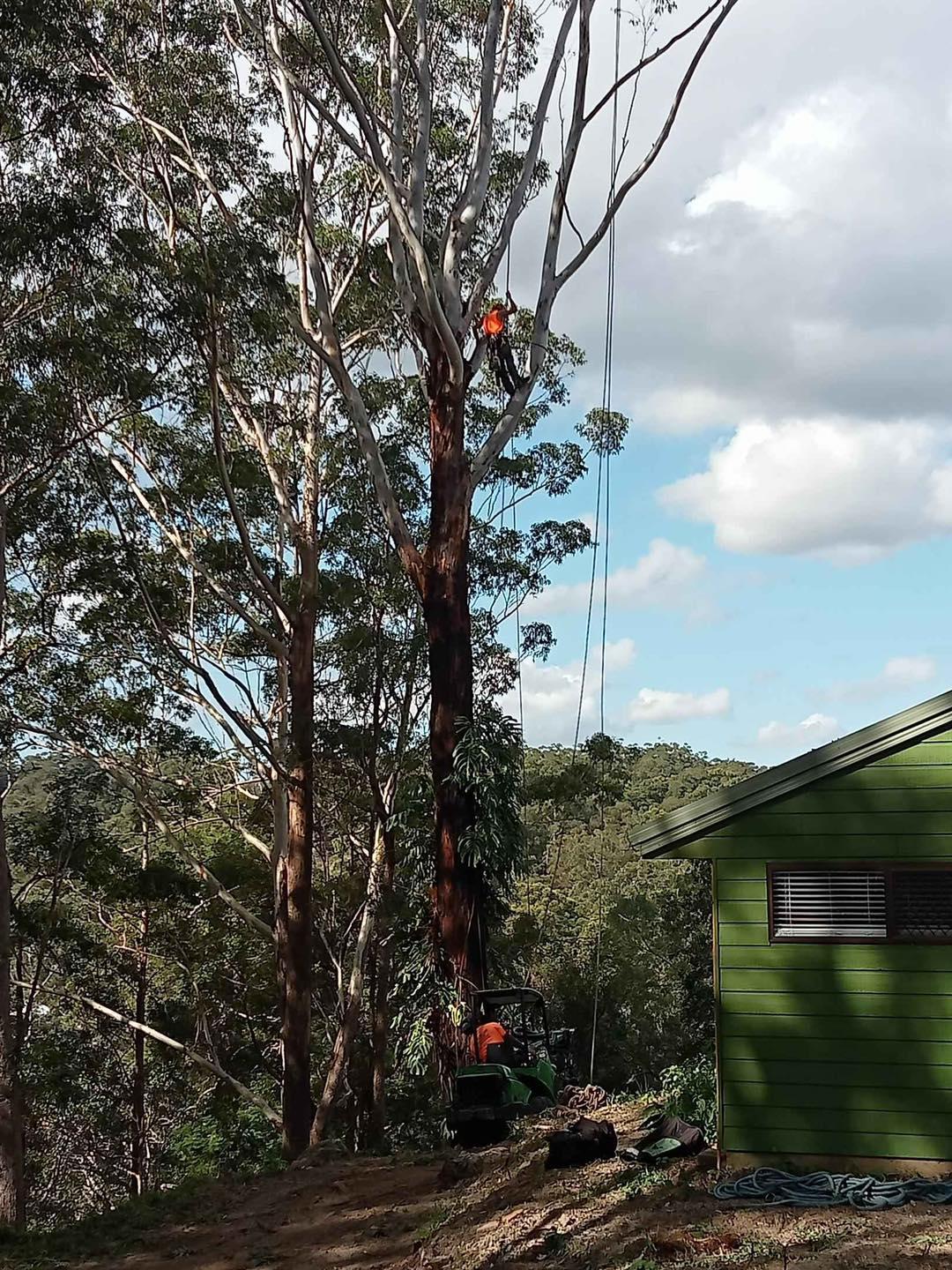 True Blue Tree and Stump Removal Glass House Mountains 0475 069 375