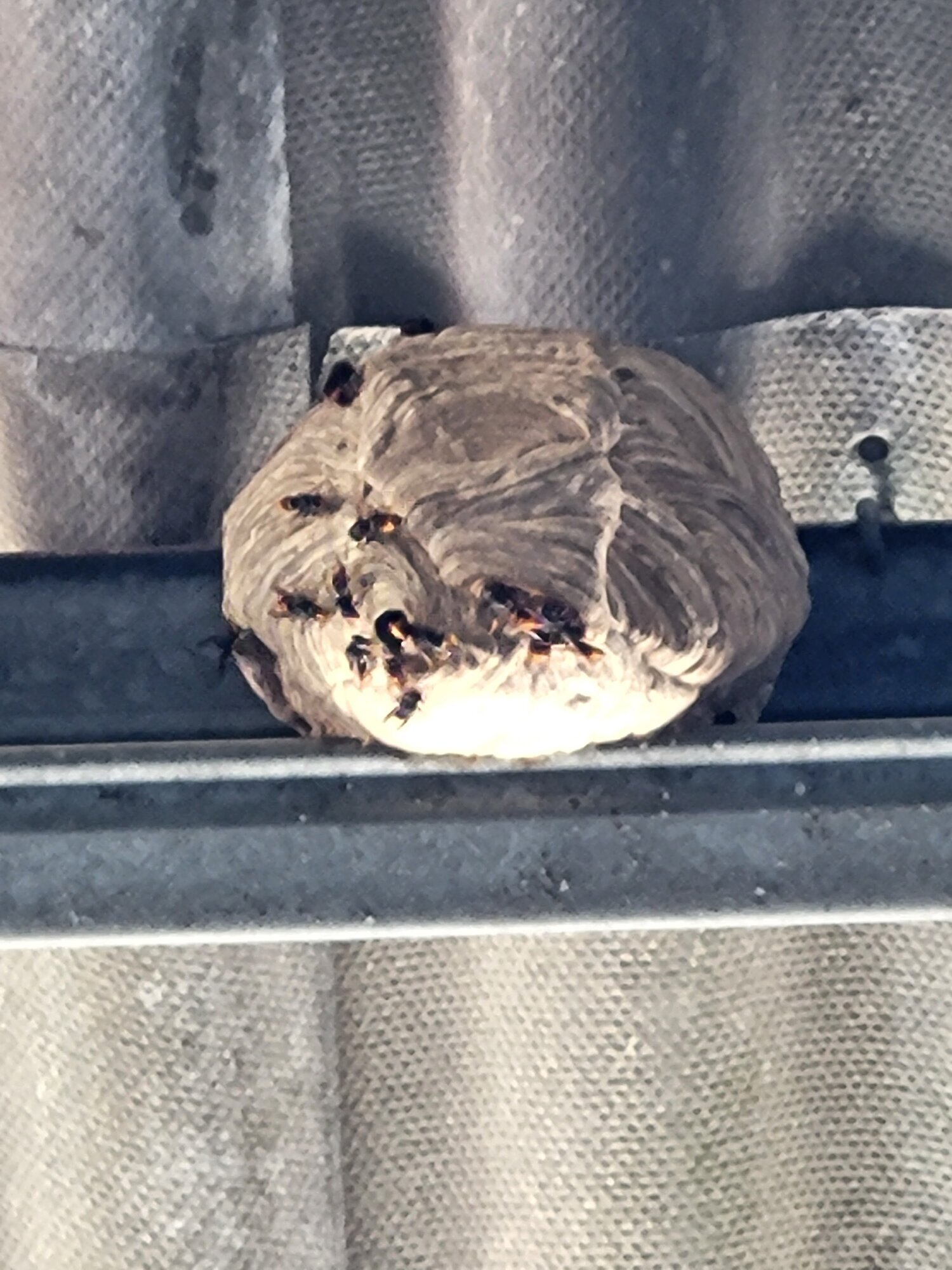 Images CLG Nuisibles-Guêpes-Frelons