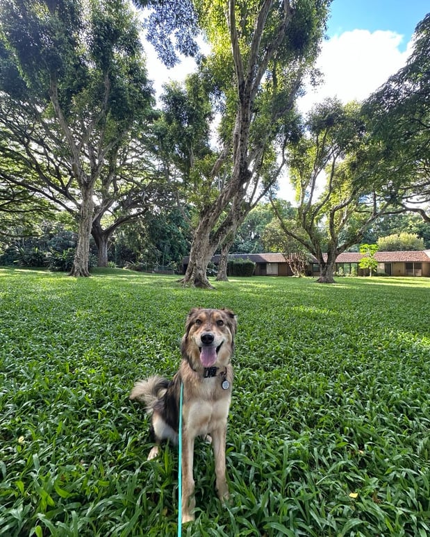 Images Alpha K-9 Dog Training