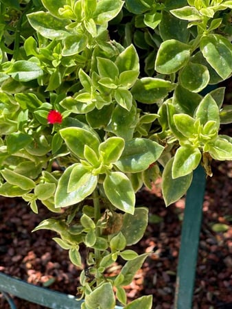 Images CW Willis Landscaping & Garden Center