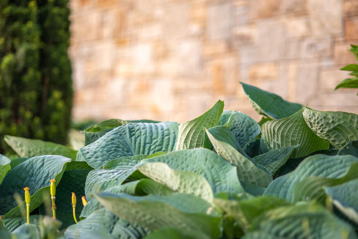 Gerber Gärten AG / Gerber Blumen, Langenthalstrasse 62 in Lotzwil