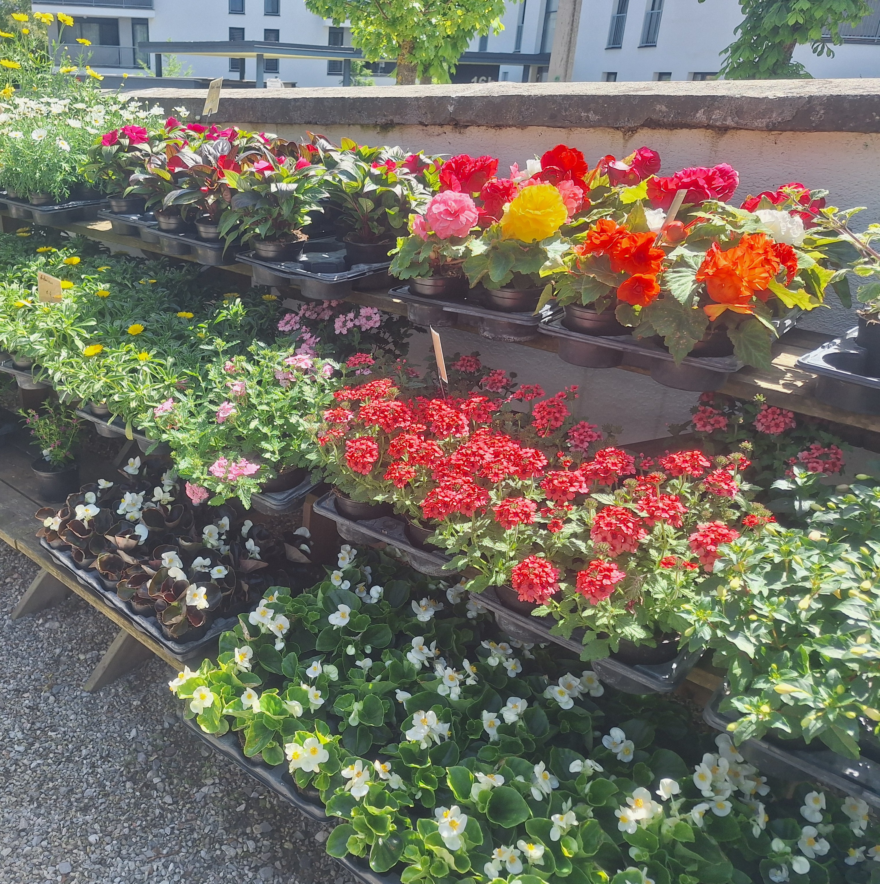 Bild 43 von Grün-Zone