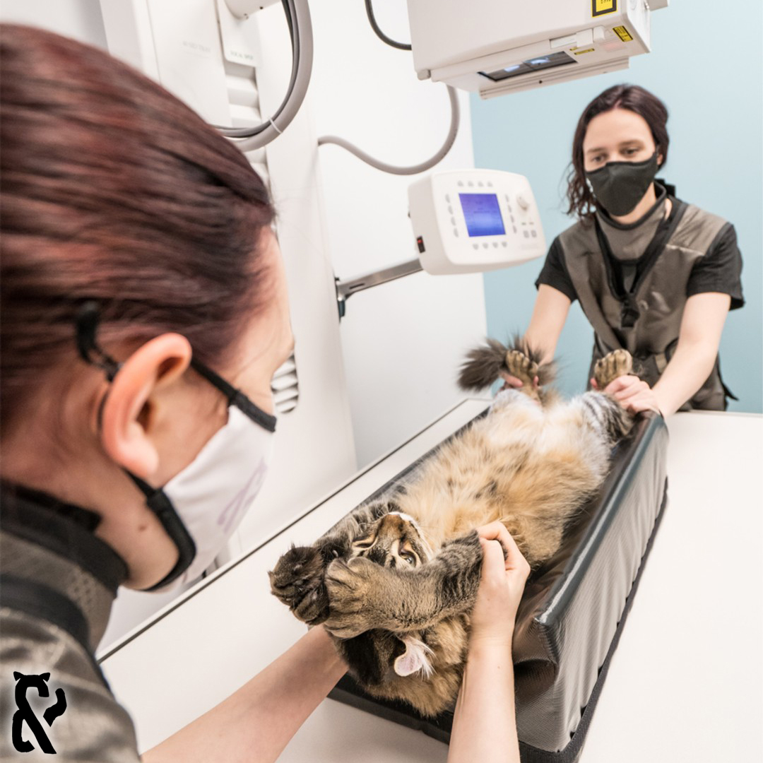 Images Vet & Cie Brossard | Vétérinaire indépendant & québécois, Toilettage, Parc canin, Urgences chiens et chats | Montérégie
