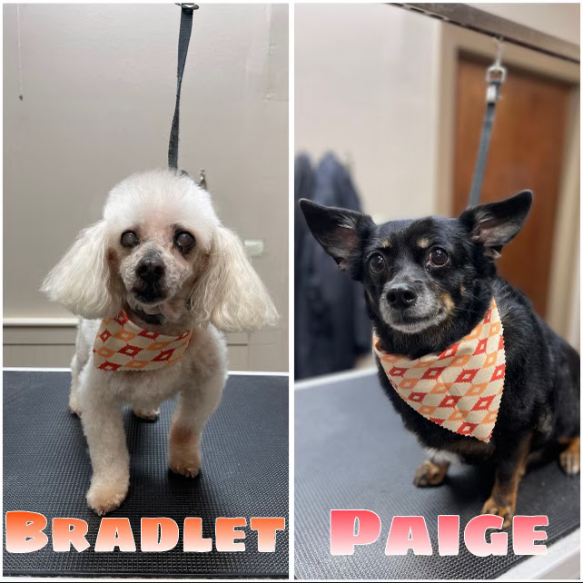 Two dogs, a white poodle named Bradlet and a black chihuahua mix named Paige, are shown posing side-by-side. Both dogs are wearing bandana-style scarves with an orange and beige diamond pattern. The dogs appear to be in a grooming salon, with a grooming table and restraints visible.