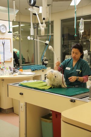 Images VCA Arroyo Animal Hospital