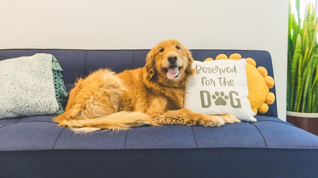 Images PetVet365 Pet Hospital Denver - Highlands Ranch