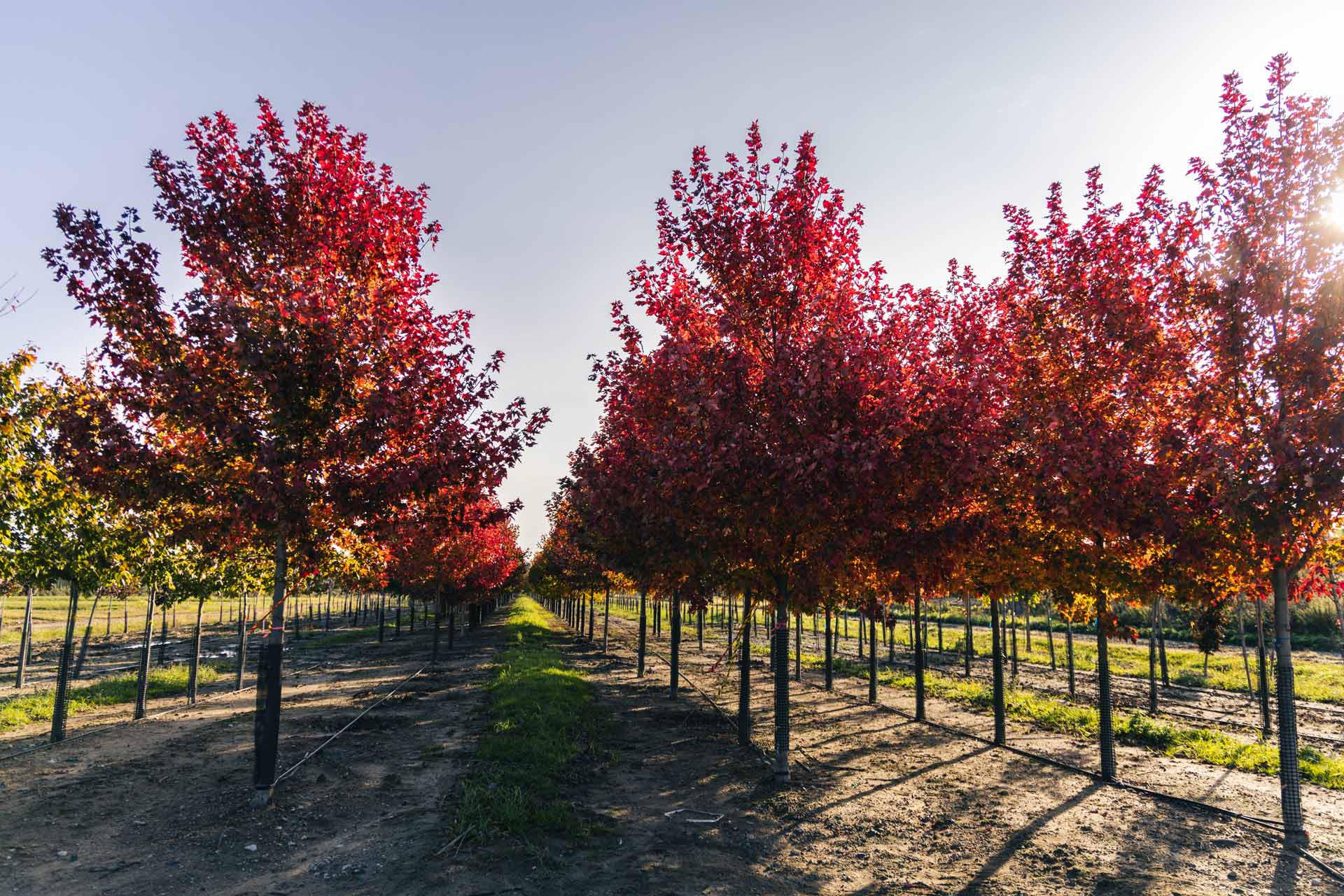 Fall Color Maple Trees Growing in Field
