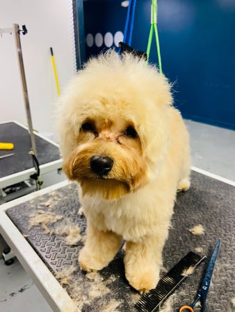 Images Pet, Rinse, Repeat Grooming, Mobile, Salon & Boarding