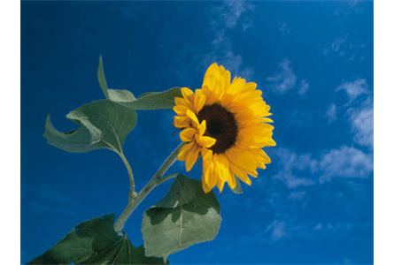 Gabriele Scheffler, Karolinenstr. 55 in Nürnberg