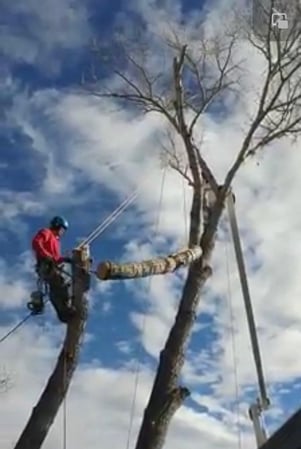 Images Jonny's Tree and Landscaping Co., LLC