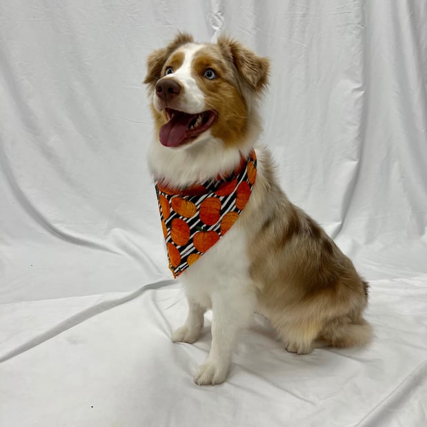 Images Feeders Pet Supply Pet Wash & Grooming