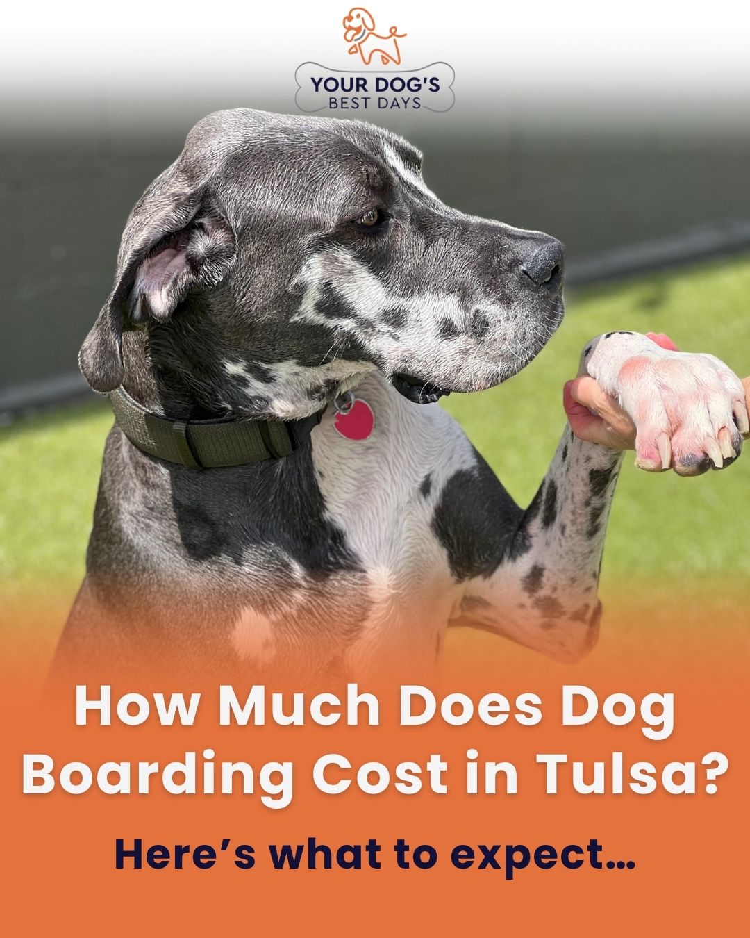 Dog boarding cost photo featuring a happy dog at the facility, explaining that boarding rates vary based on each dog’s needs and stay.