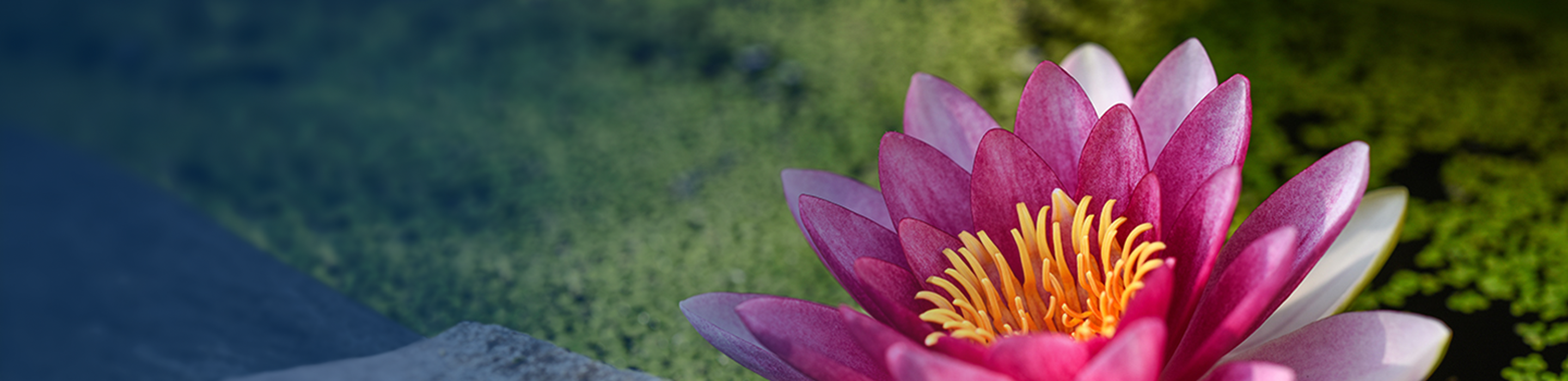 Beautiful pink lotus.