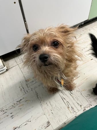 Images Melrose La Brea Animal Hospital