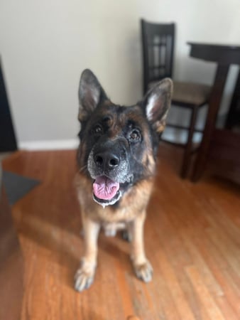 Images Leash and Love LLC