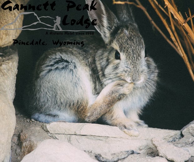 Images Gannett Peak Lodge