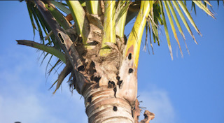 Images Aloha Tree Savers