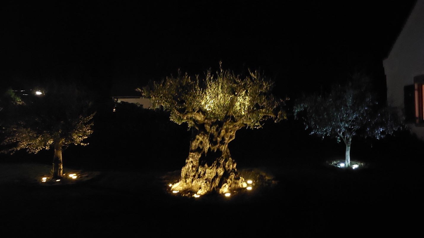 Images Terra Hungary - Olive trees and more