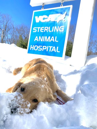 Images VCA Sterling Animal Hospital
