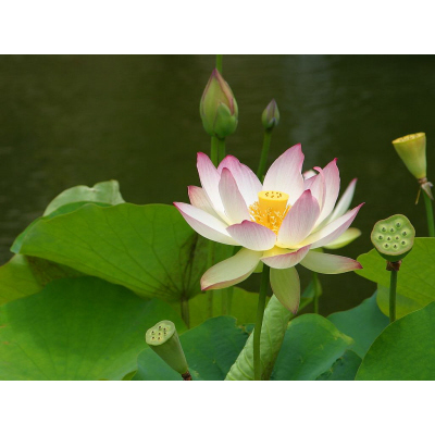 Open Lotus Wellness Center