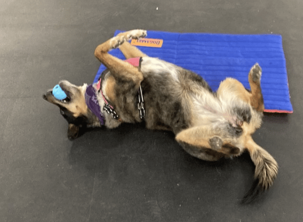 Images Zoom Room Dog Training - Littleton