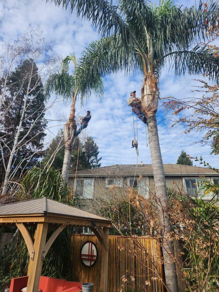4 Winds Tree Service - Crown reduction